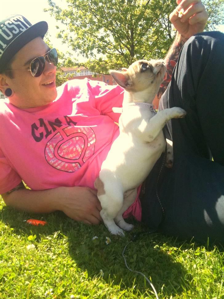 Fransk bulldog Pixie billede 9