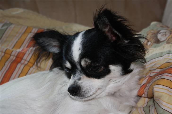 Chihuahua Sussi billede 13