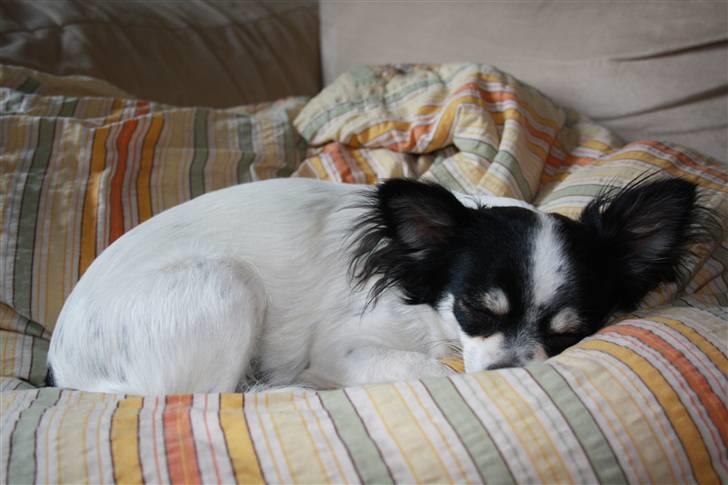 Chihuahua Sussi billede 14