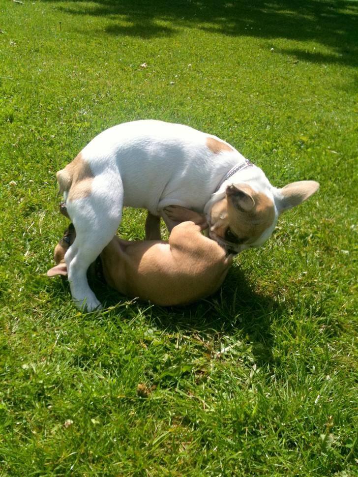 Fransk bulldog Pixie billede 10