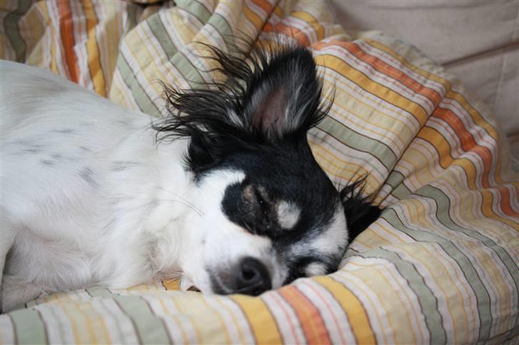 Chihuahua Sussi billede 15