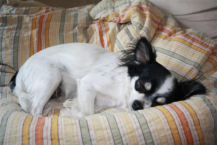 Chihuahua Sussi billede 16