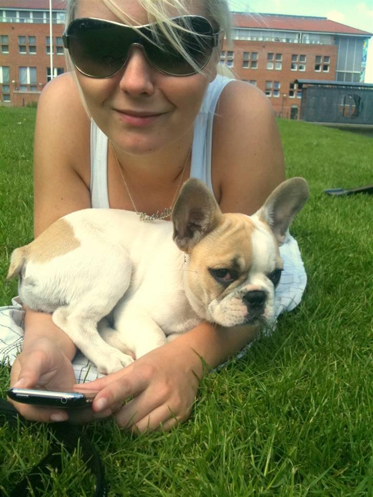 Fransk bulldog Pixie billede 11