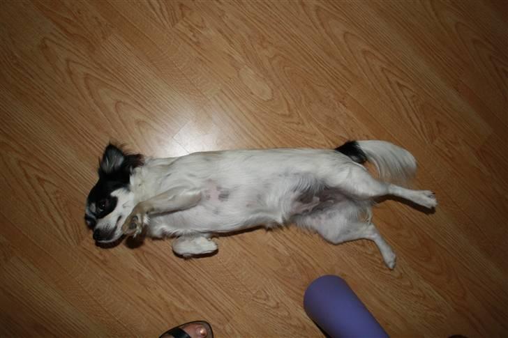 Chihuahua Sussi billede 17