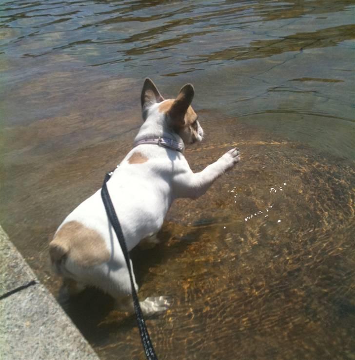 Fransk bulldog Pixie billede 12