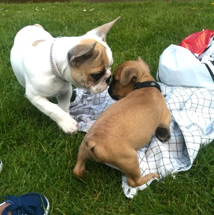 Fransk bulldog Pixie billede 13