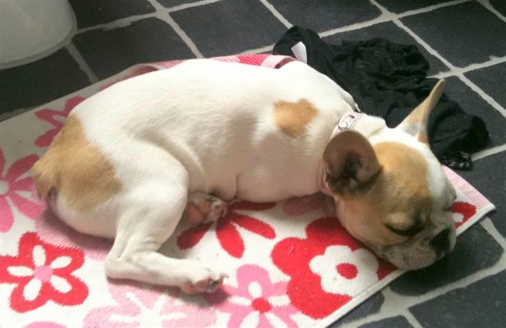 Fransk bulldog Pixie billede 14