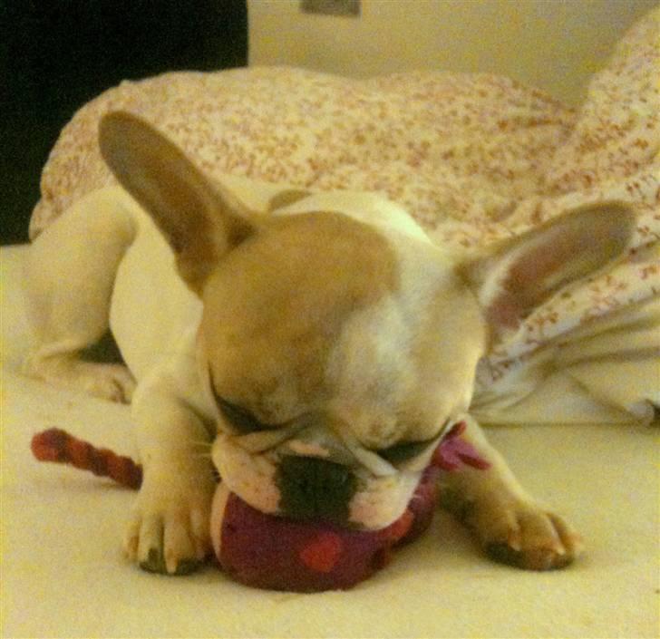 Fransk bulldog Pixie - 11 mdr. billede 15