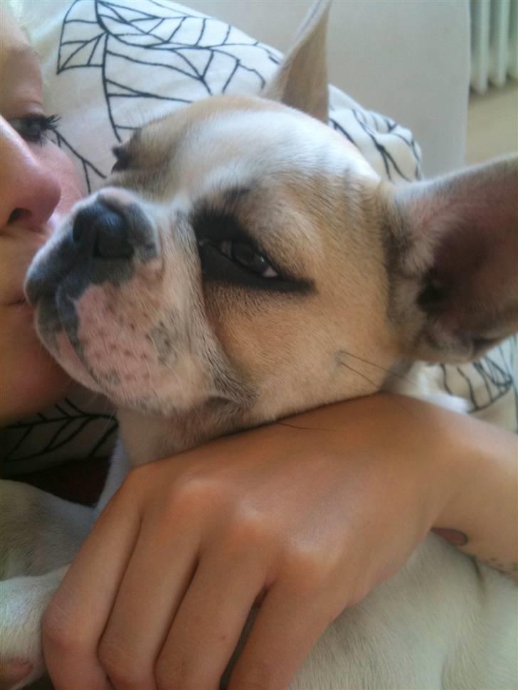 Fransk bulldog Pixie billede 16