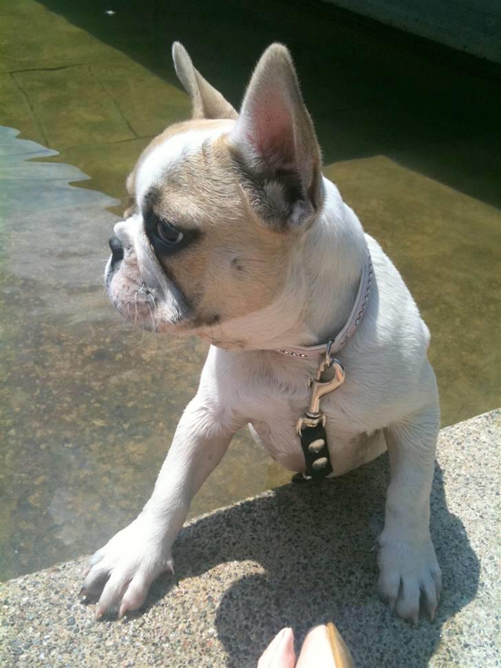 Fransk bulldog Pixie billede 17