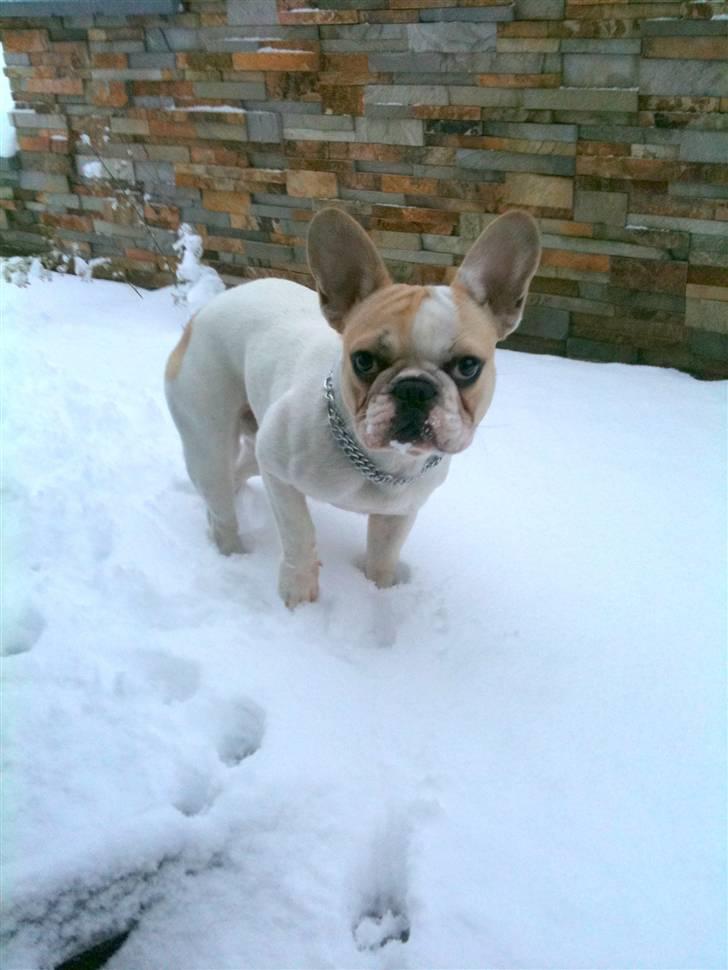 Fransk bulldog Pixie billede 18