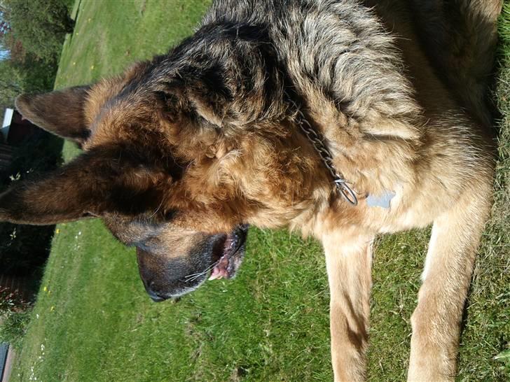 Schæferhund Irma billede 10