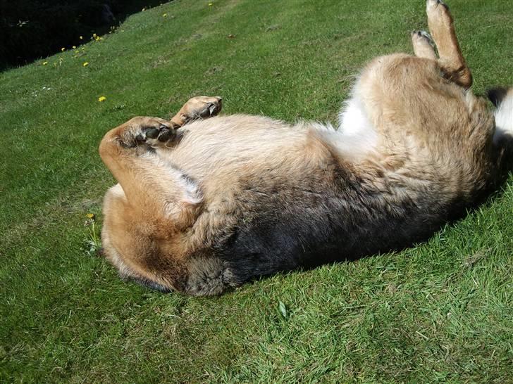 Schæferhund Irma billede 11