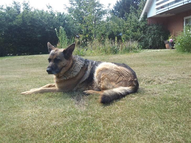 Schæferhund Irma billede 12