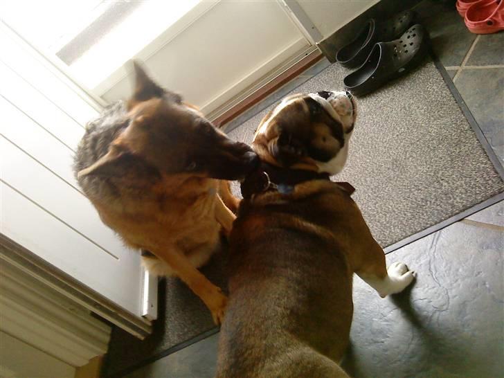 Schæferhund Irma billede 13