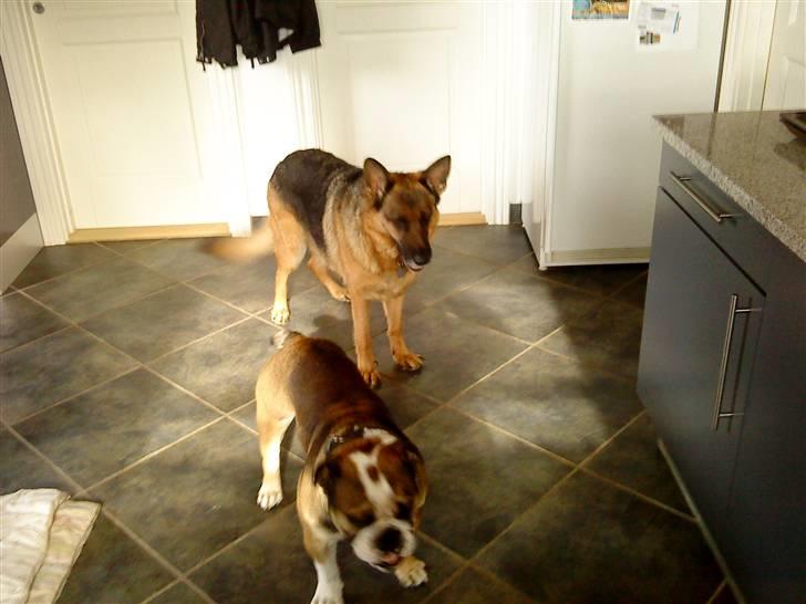 Schæferhund Irma - Irmus og Manse :) billede 14