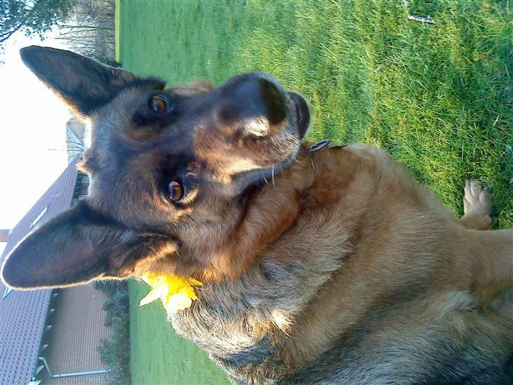 Schæferhund Irma billede 15