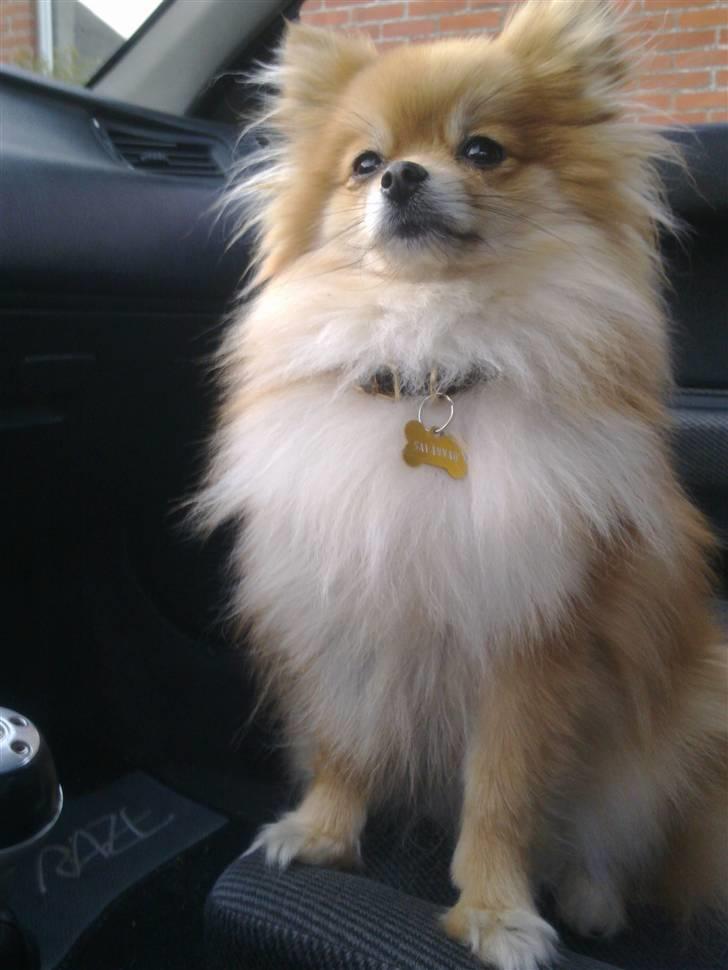 Pomeranian Savannah billede 1