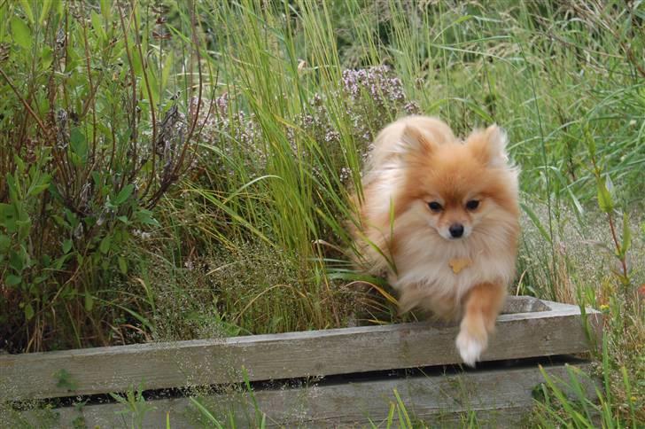Pomeranian Savannah billede 2