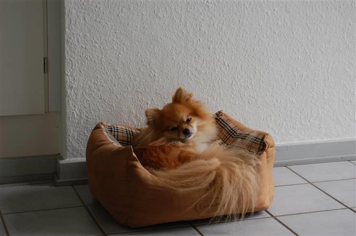 Pomeranian Savannah billede 3