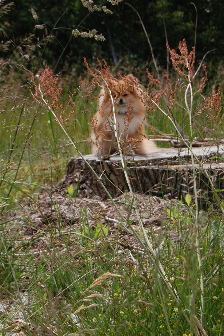 Pomeranian Savannah billede 4