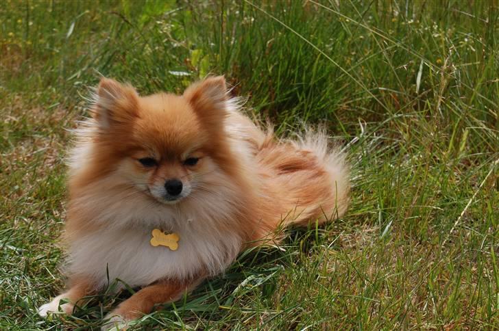 Pomeranian Savannah billede 5
