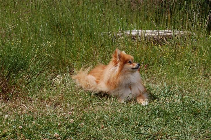 Pomeranian Savannah billede 6