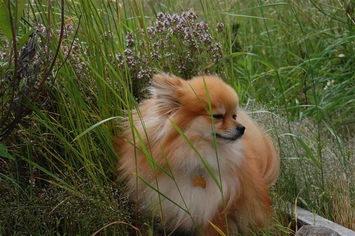 Pomeranian Savannah billede 7