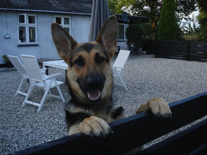 Schæferhund Debbie billede 10