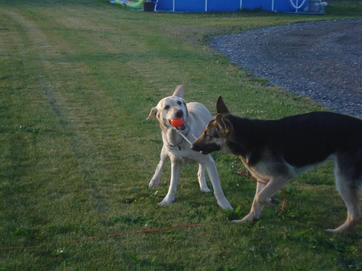 Schæferhund Debbie billede 11