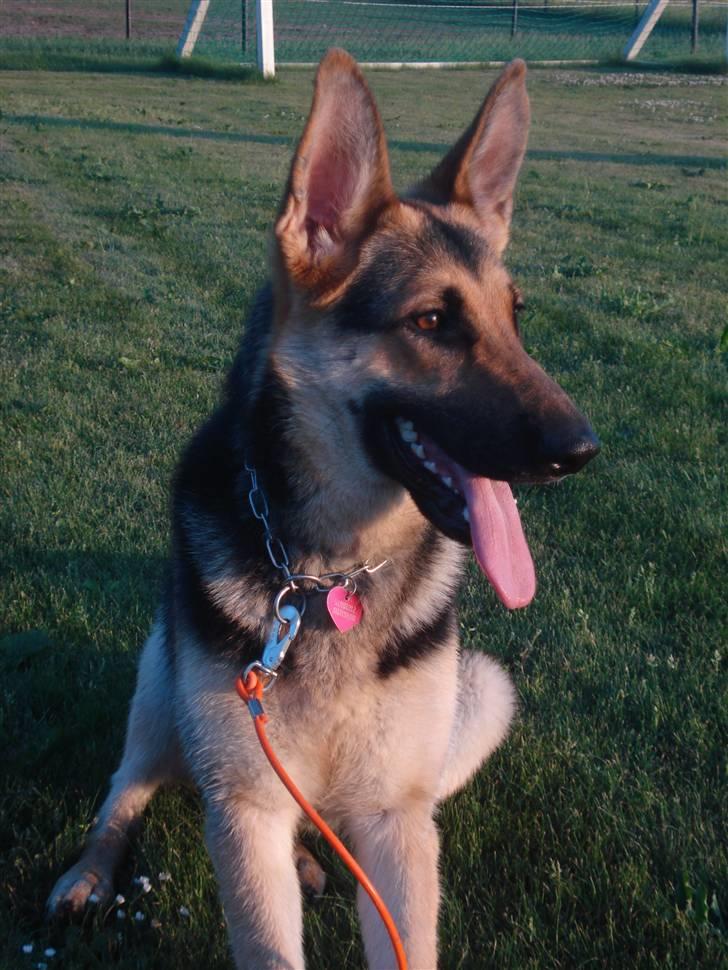 Schæferhund Debbie billede 12