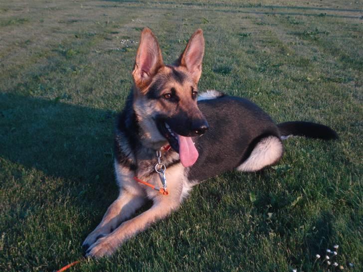 Schæferhund Debbie billede 13