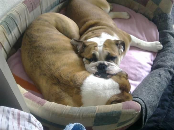 Engelsk bulldog Molly billede 1