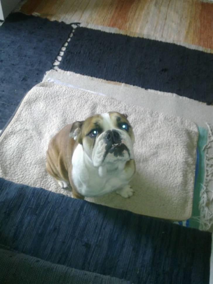 Engelsk bulldog Molly billede 2