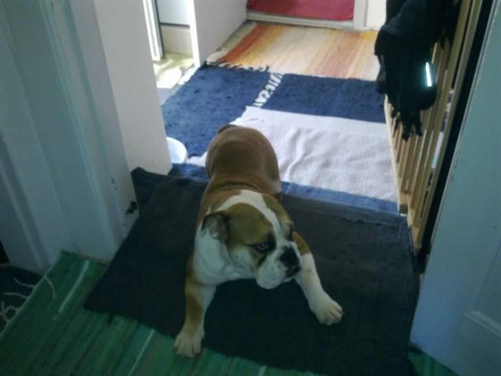 Engelsk bulldog Molly billede 3