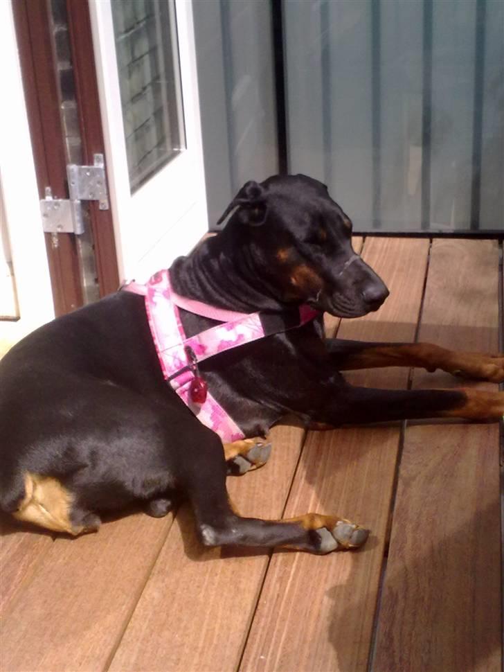 Dobermann Tøsen billede 1