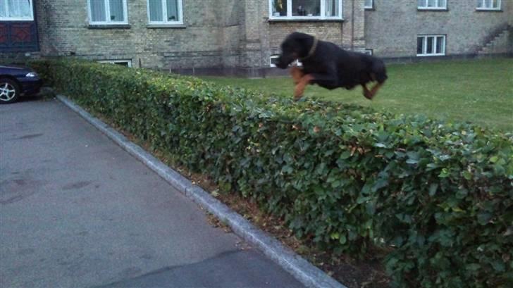 Dobermann Tøsen - Hop.. billede 2