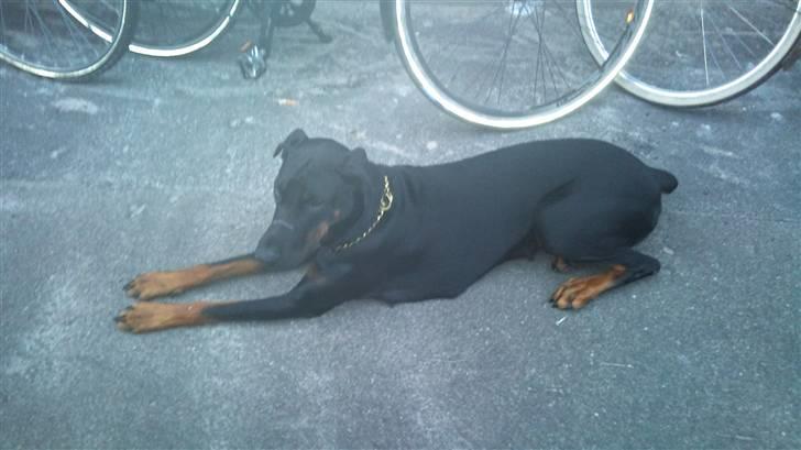 Dobermann Tøsen billede 3