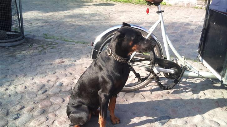 Dobermann Tøsen billede 4