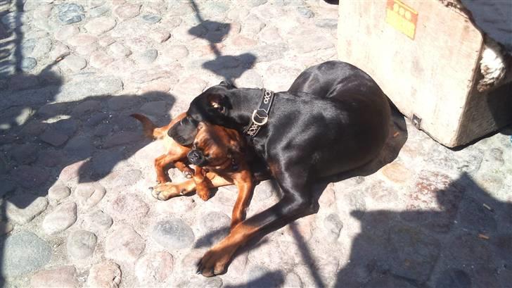 Dobermann Tøsen billede 5