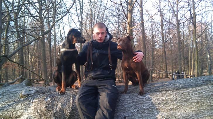 Dobermann Tøsen - Tøsen, Michael og Daika billede 6