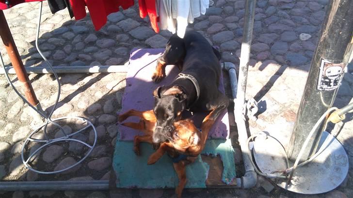 Dobermann Tøsen - Min bedste ven, Rex <3 billede 7