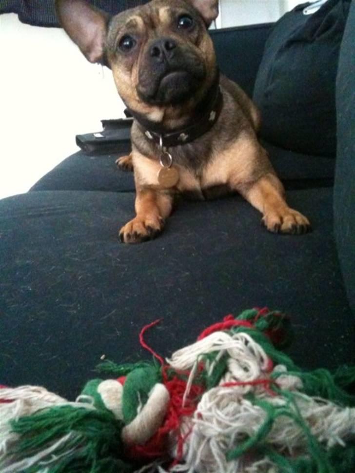 Blanding af racer Laika billede 1