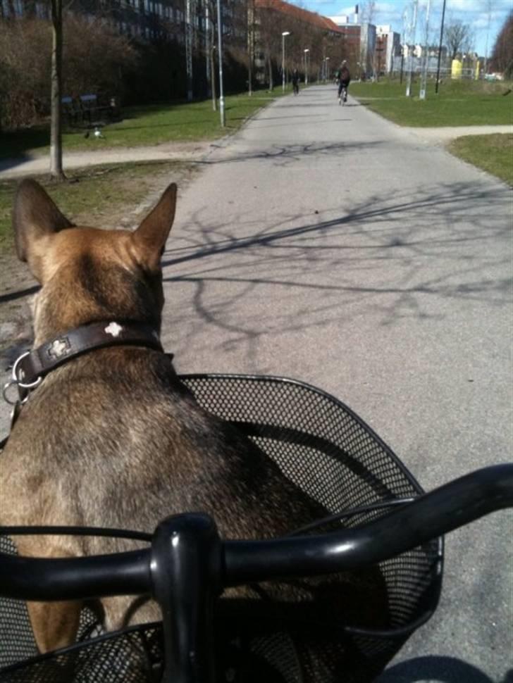 Blanding af racer Laika billede 2