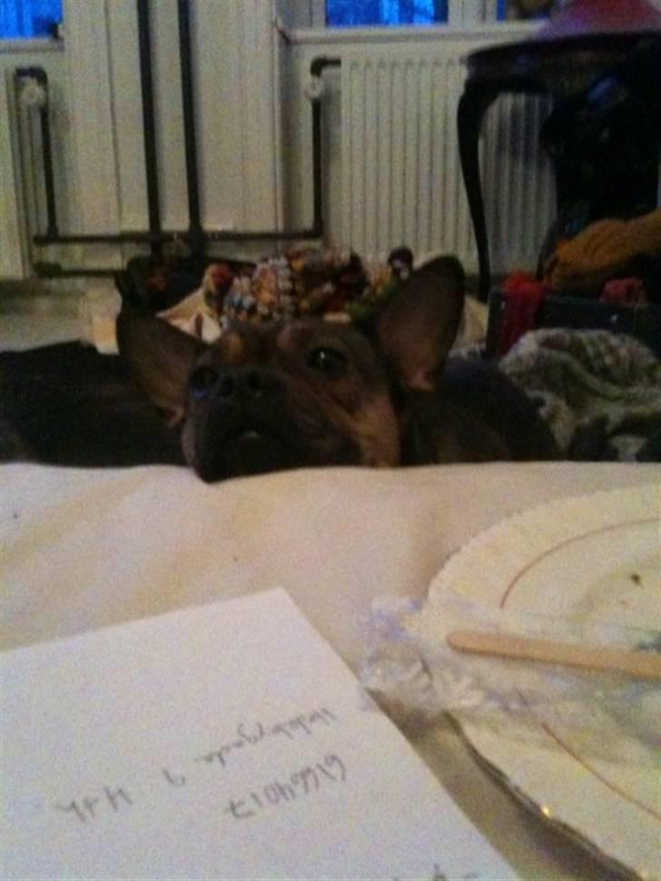 Blanding af racer Laika billede 3