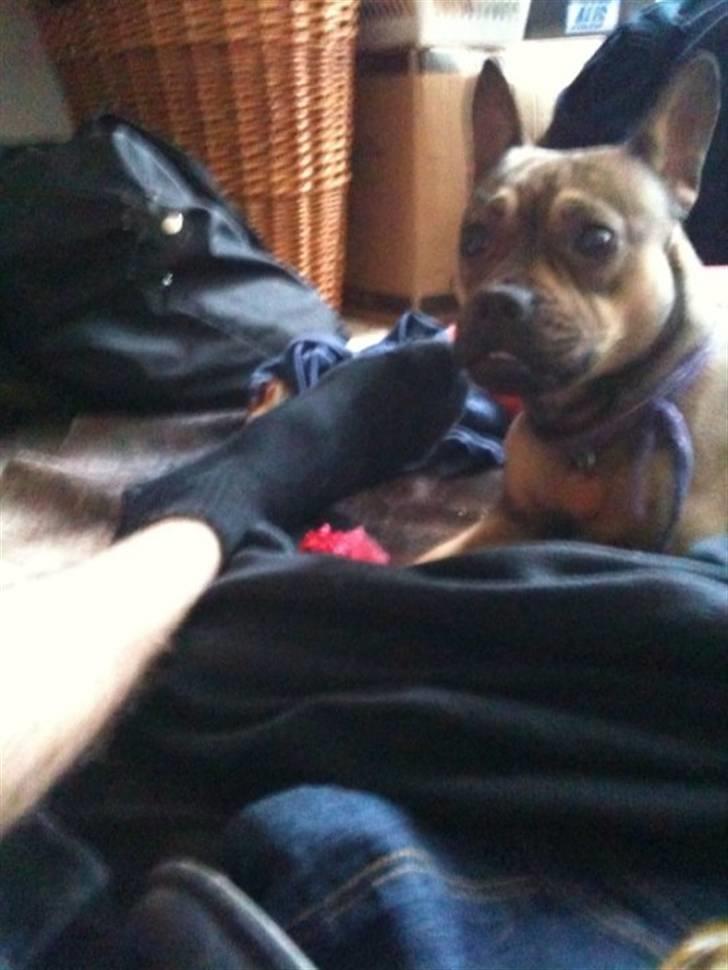 Blanding af racer Laika billede 4