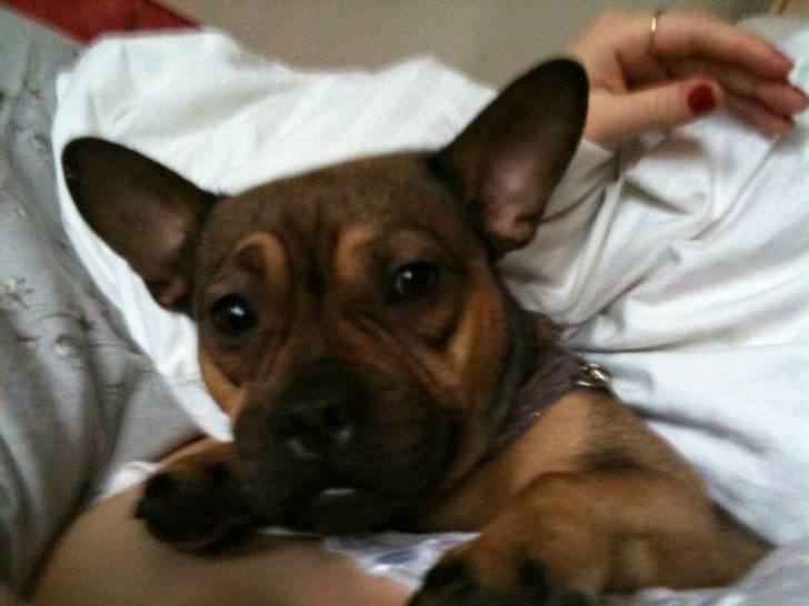 Blanding af racer Laika billede 5