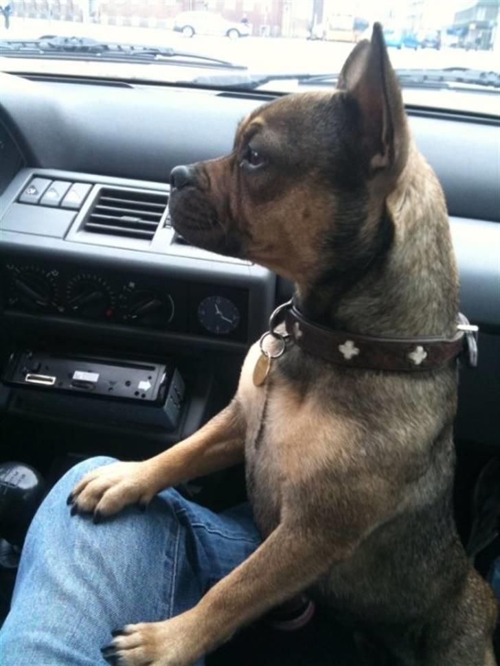 Blanding af racer Laika billede 6