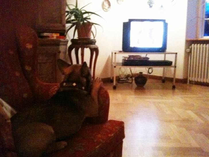 Blanding af racer Laika billede 7