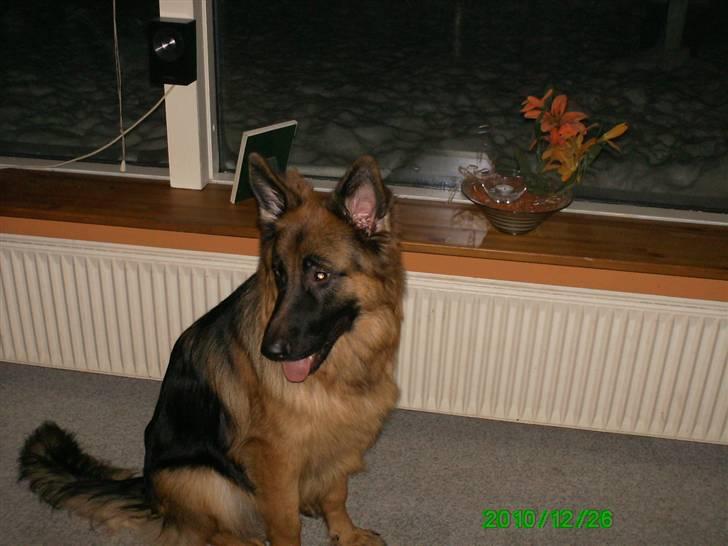 Schæferhund Sov sødt min Baby - Kenzo - 26-12-2010 Han er bare så nusser dejlig.... <3 billede 2